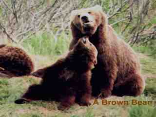 Brown Bear's